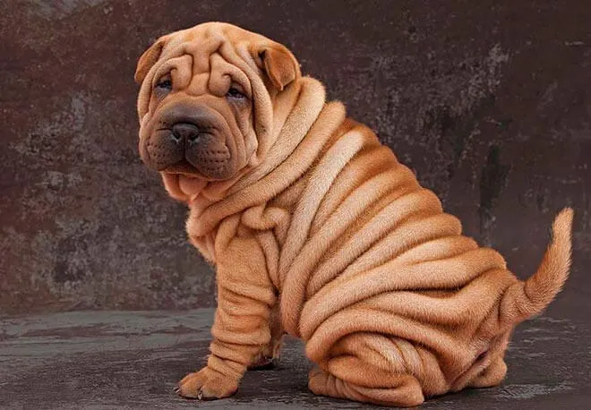 Шарпей